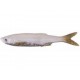 Bleak Real Tail 13,5cm/14g